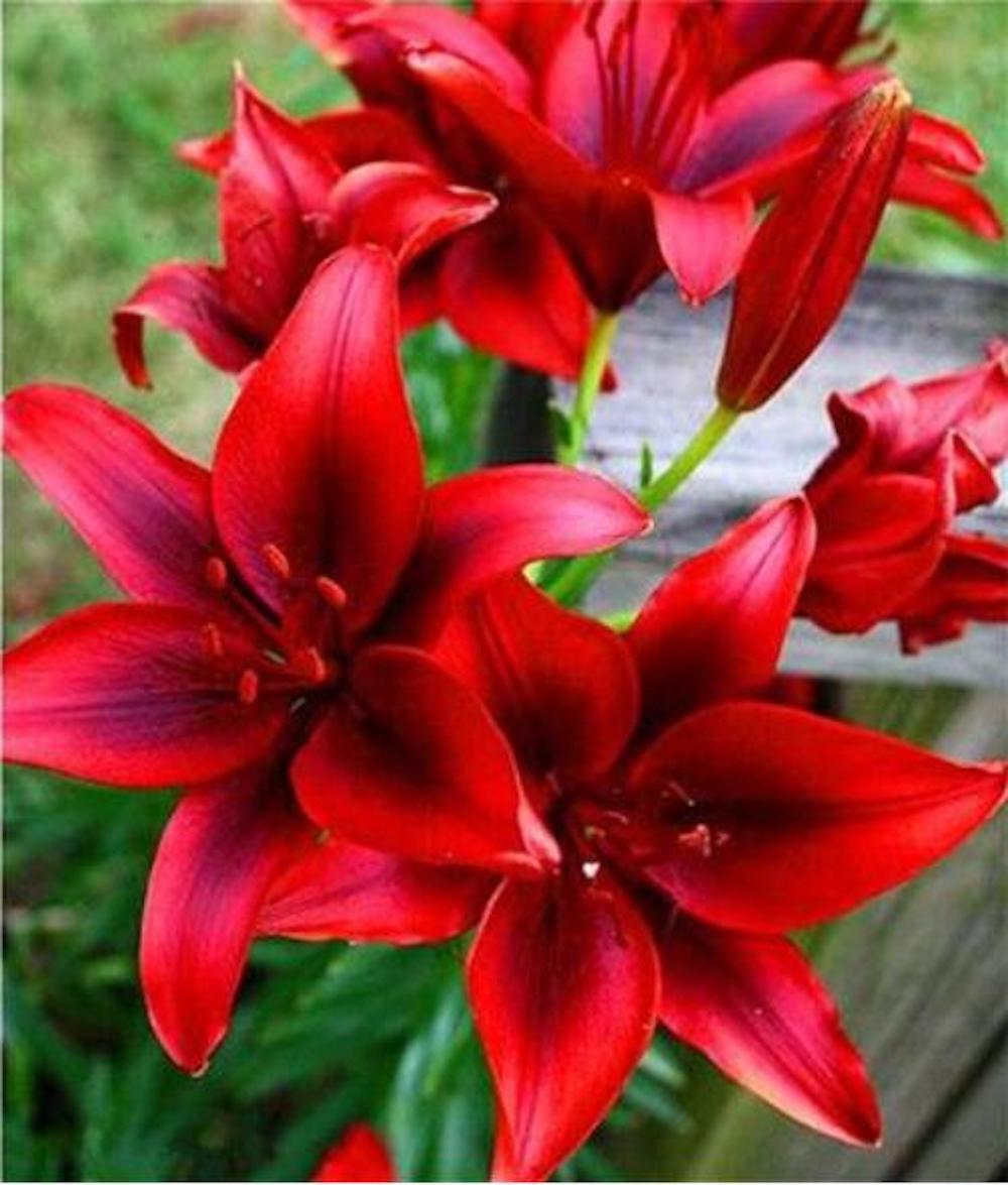 20 EXOTIC rare LILY SEEDS for garden flower perennial plant beds USA SELLER USPS