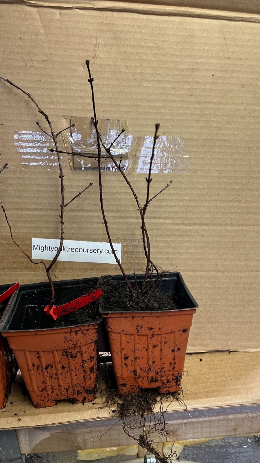 Set of 2 plants – Honeyberries ‘Aurora’ & ‘Boreal Beauty’ (Lonicera caerulea)