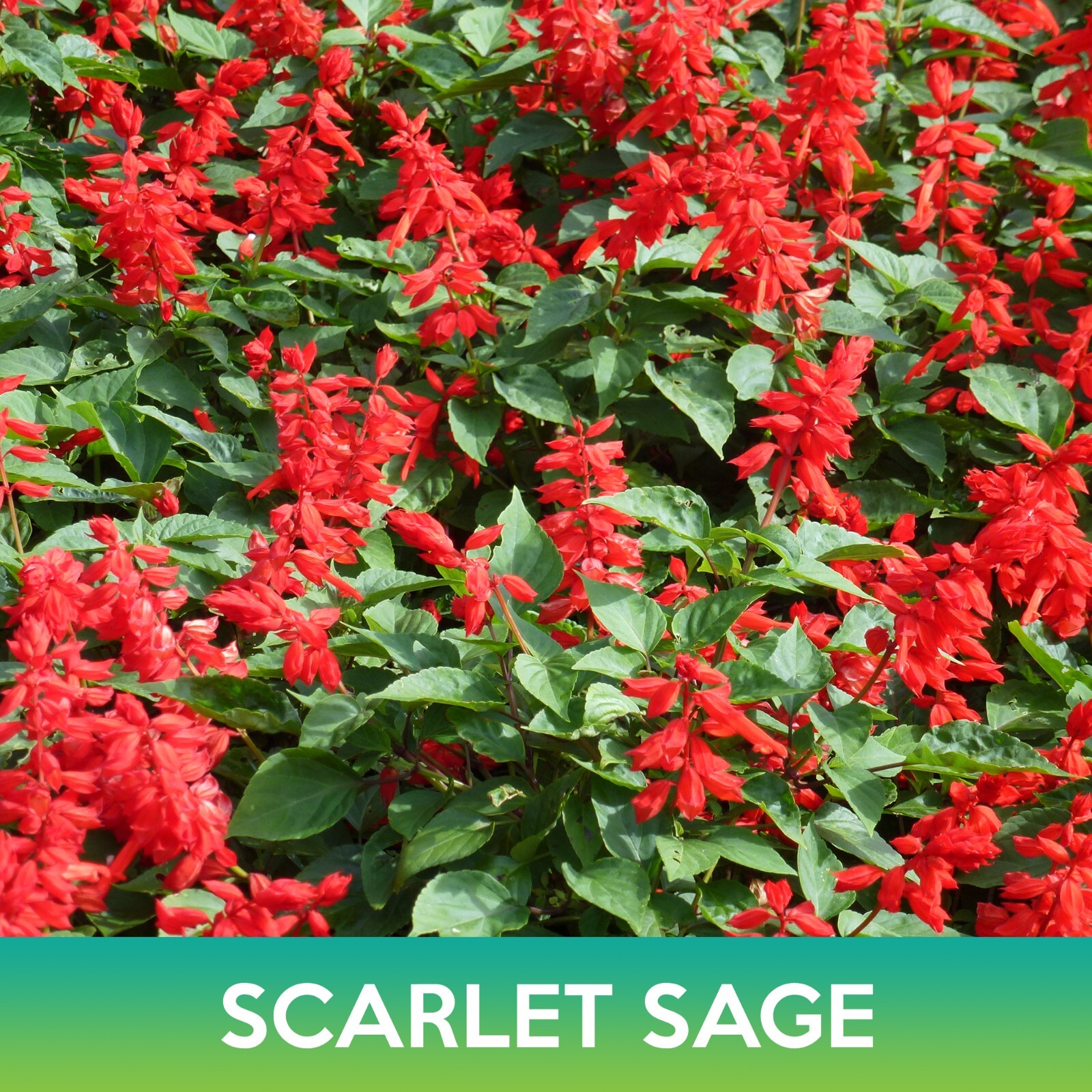 Scarlet Sage Seeds, Blood Sage, Salvia coccinea