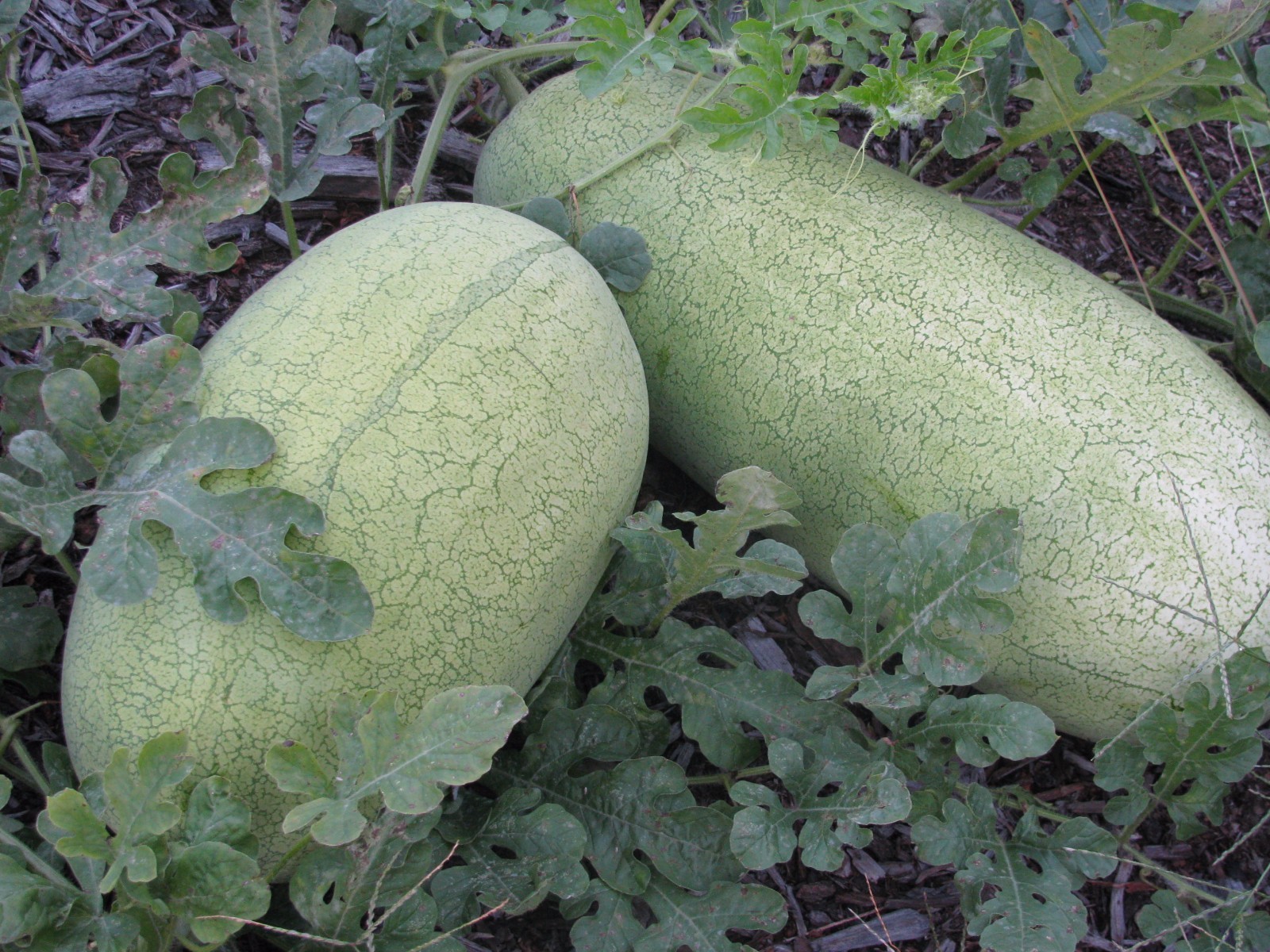 Heirloom Melon & Squash Garden Collection-Organic Non GMO-4 varieties-160+seeds