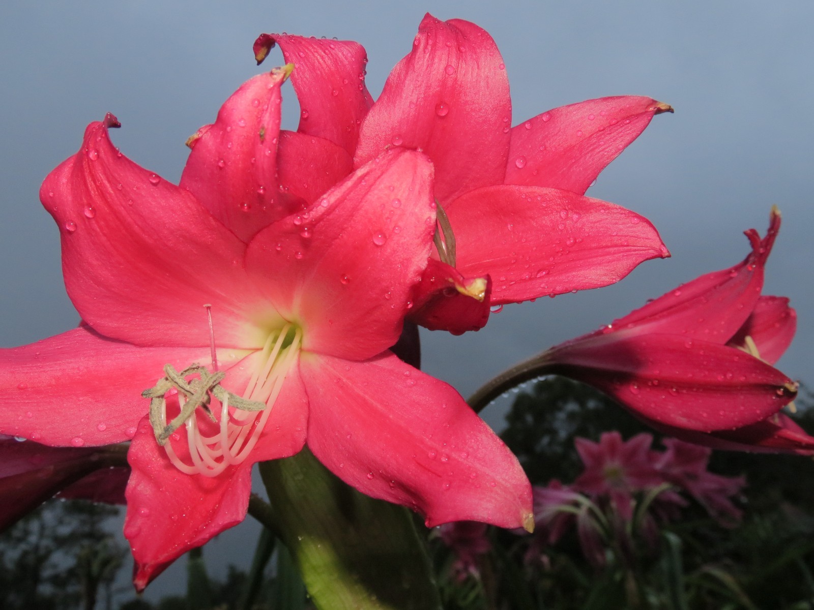 Crinum Lily, Oh, This is Outrageous, medium-size bulb, NEW, RARE