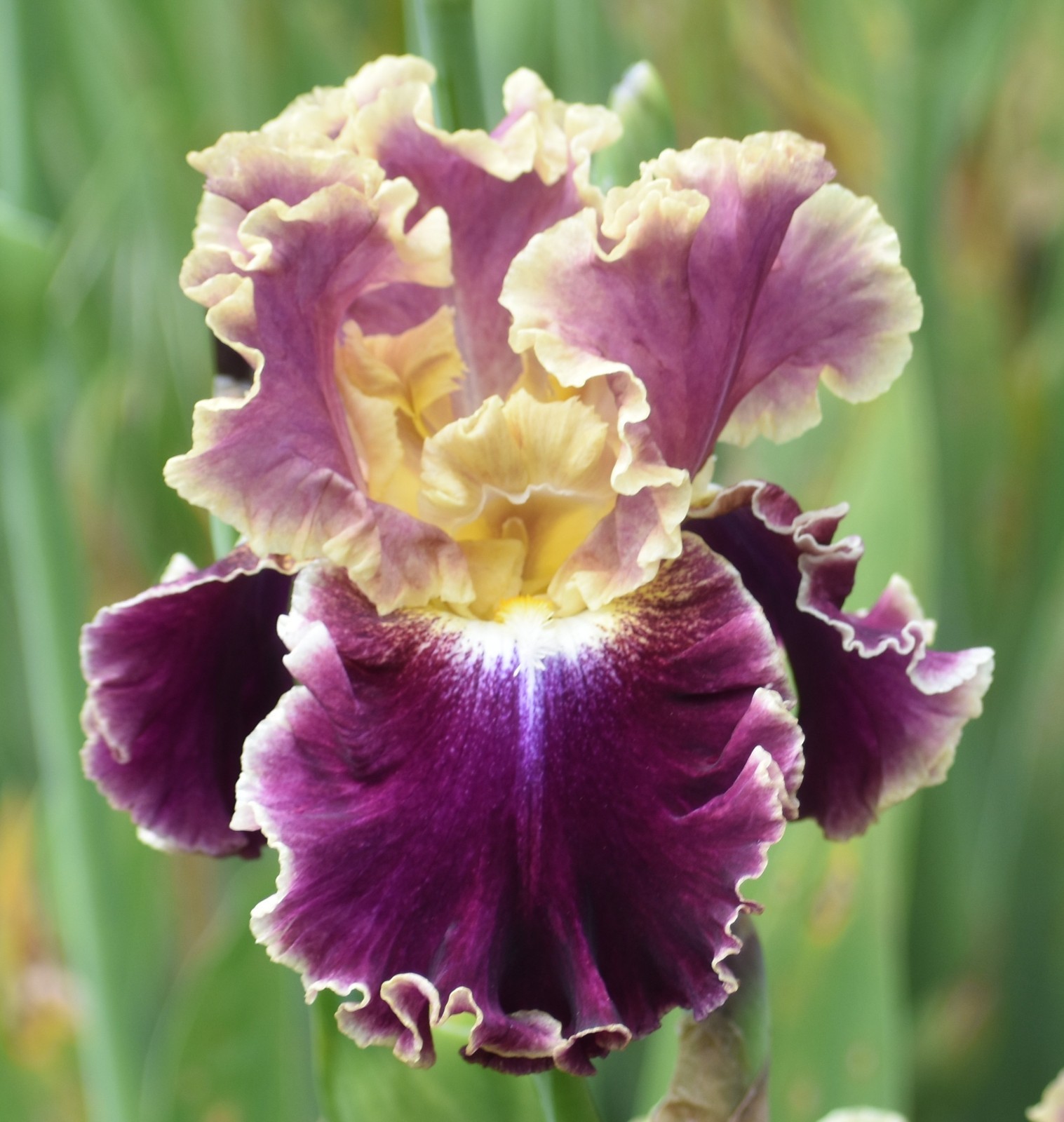 ‘Montmartre’ ﻿ TB Bearded Iris Rhizome PRE-SALE to Ship Aug/Sept