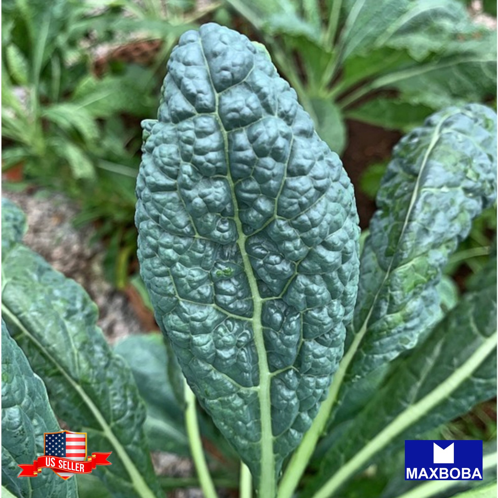 600+ Black Tuscan (Lacinato) Kale Seeds Heirloom Non-GMO BTGO 75% OFF