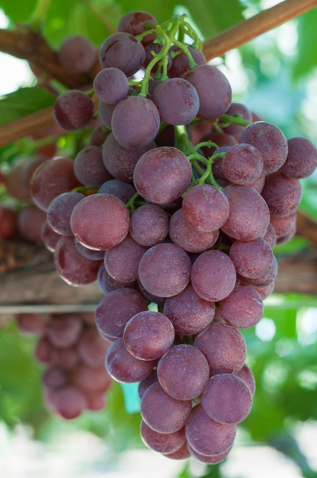 Rare SWEET NECTAR Grape Vine – 3 cuttings , no roots- imported Australia