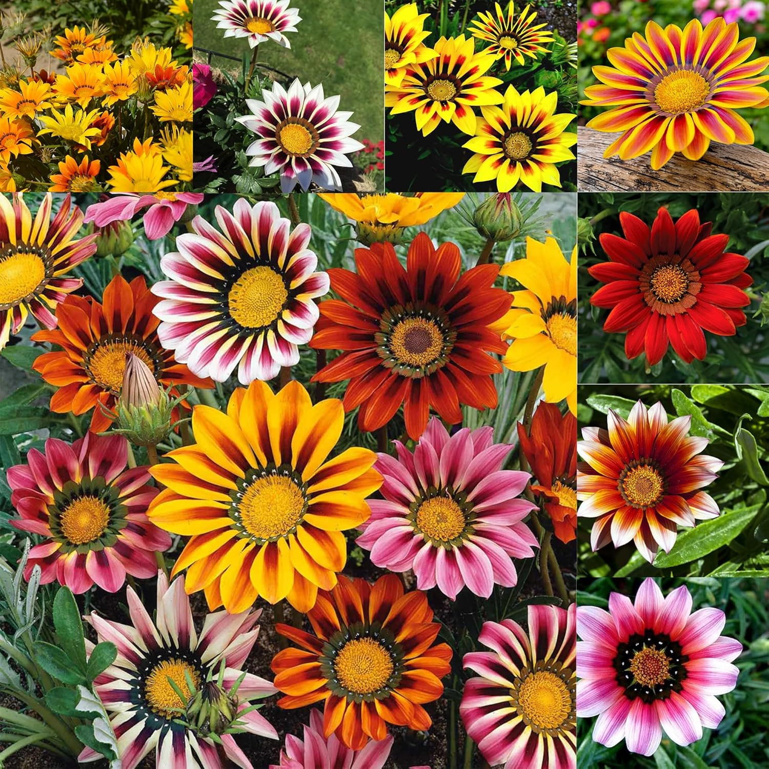 300 Perennial Mix Gazania Seeds Heat-Perennial Ground Cover Seeds-Drought Tolera