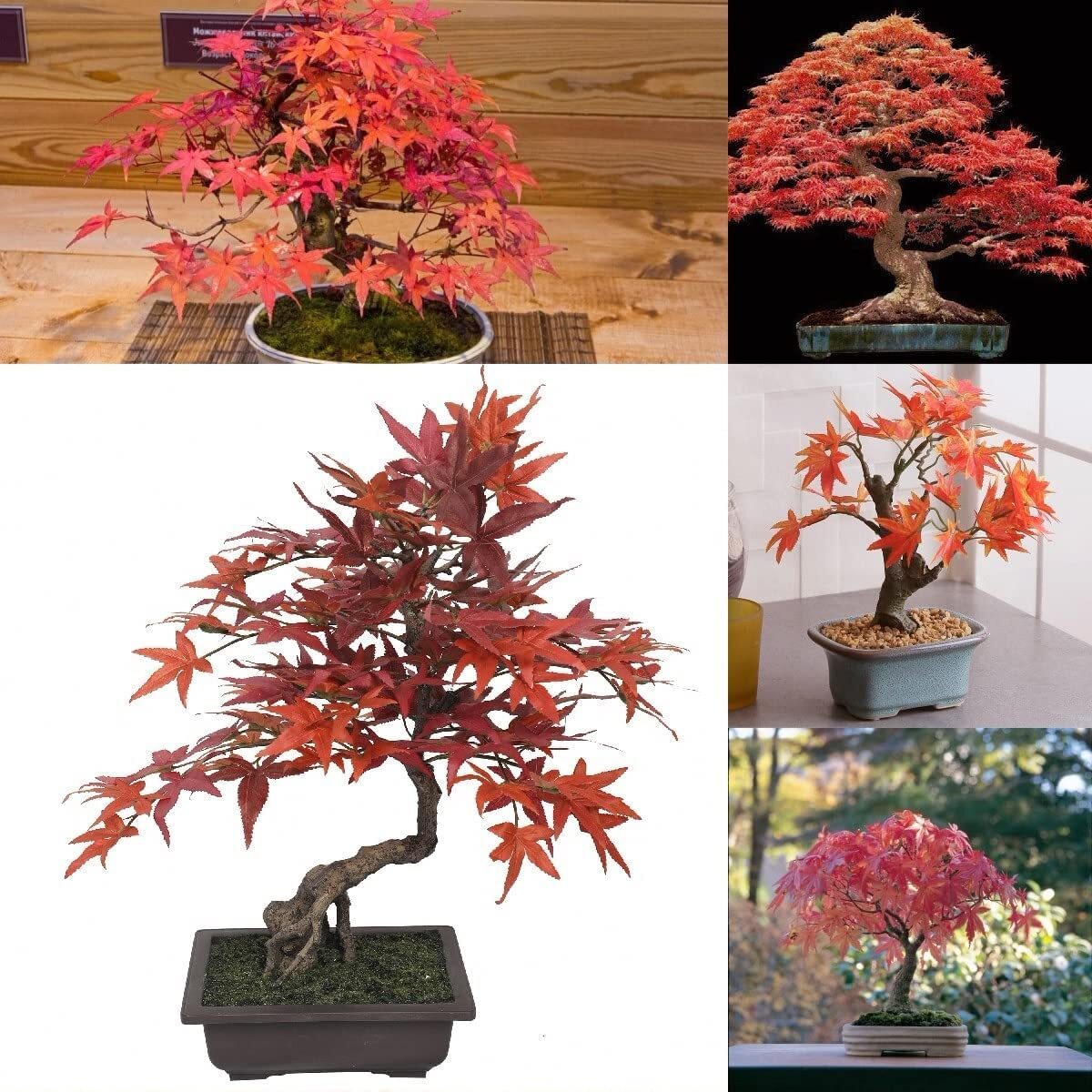 Japanese Red Maple Bonsai Tree Seeds | 30+ Seeds | Highly Prized for Bonsai, Jap