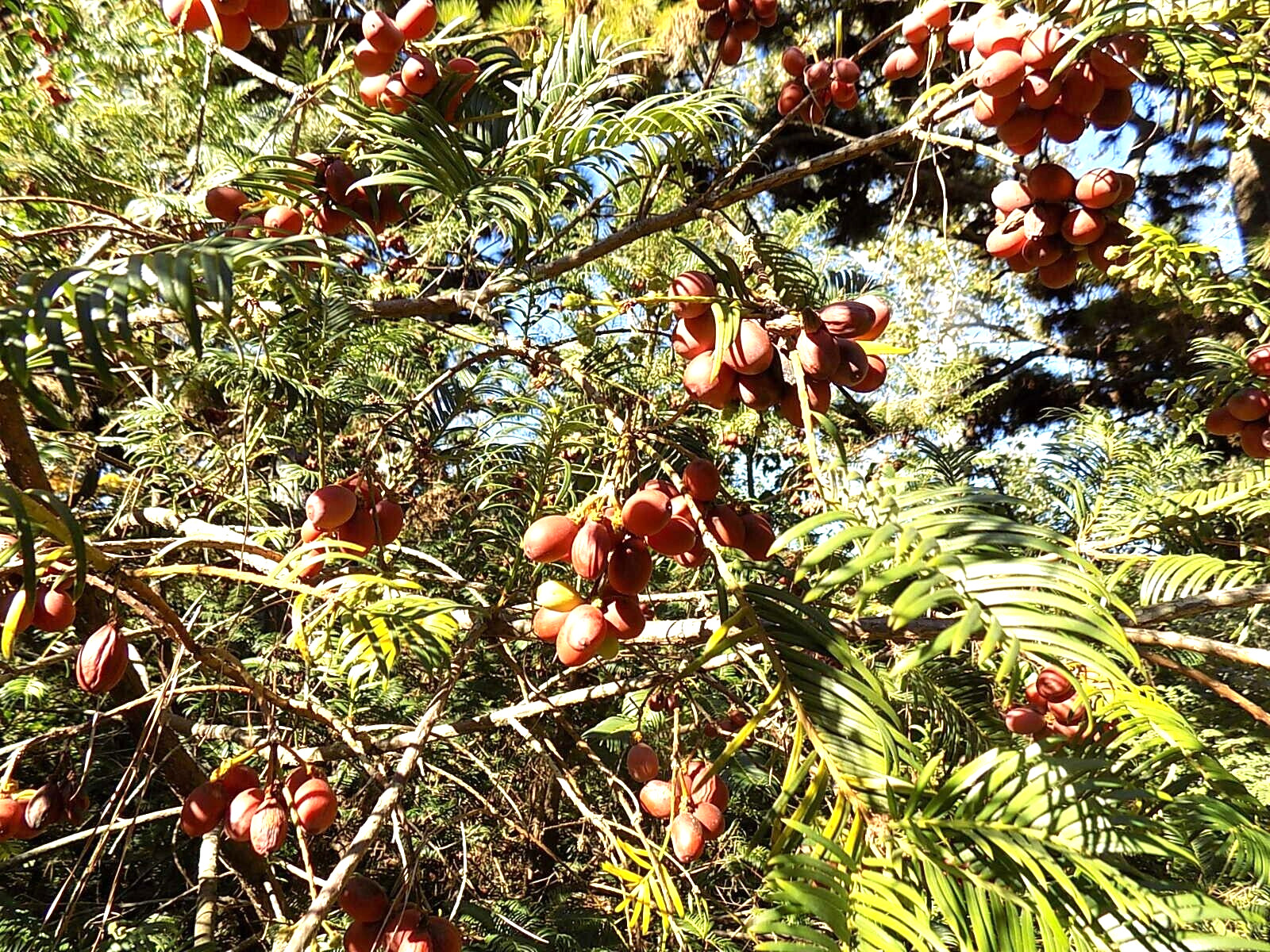 5 JAPANESE PLUM YEW SEEDS -Cephalotaxus harringtonia