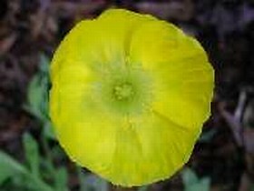 Papaver nudicale Champagne Bubbles Yellow 500 seeds
