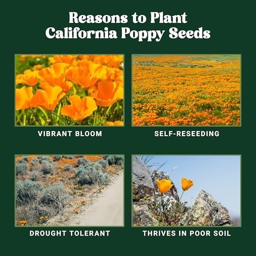 California Poppy Wildflower Seeds – Drought Tolerant, Pollinator Friendly, 0.5 l