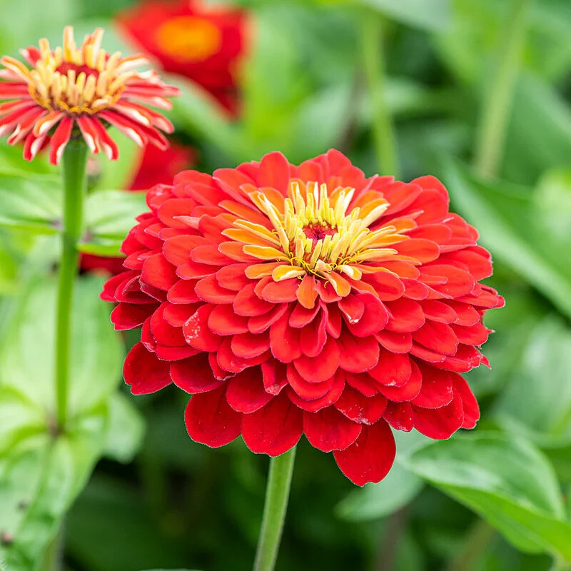 100+ Scarlet Flame Zinnia Seeds for Garden Planting – USA – FREE SHIPPING!