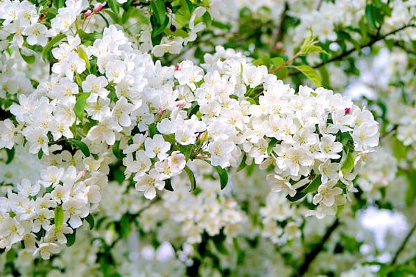 15+ PROFESSOR SPRENGER CRAB APPLE SEEDS – Malus ” Professor sprenger “