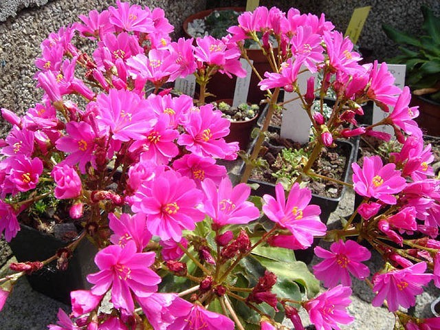 Lewisia cotyledon | Sunset Rosy Pink | 10 Seeds