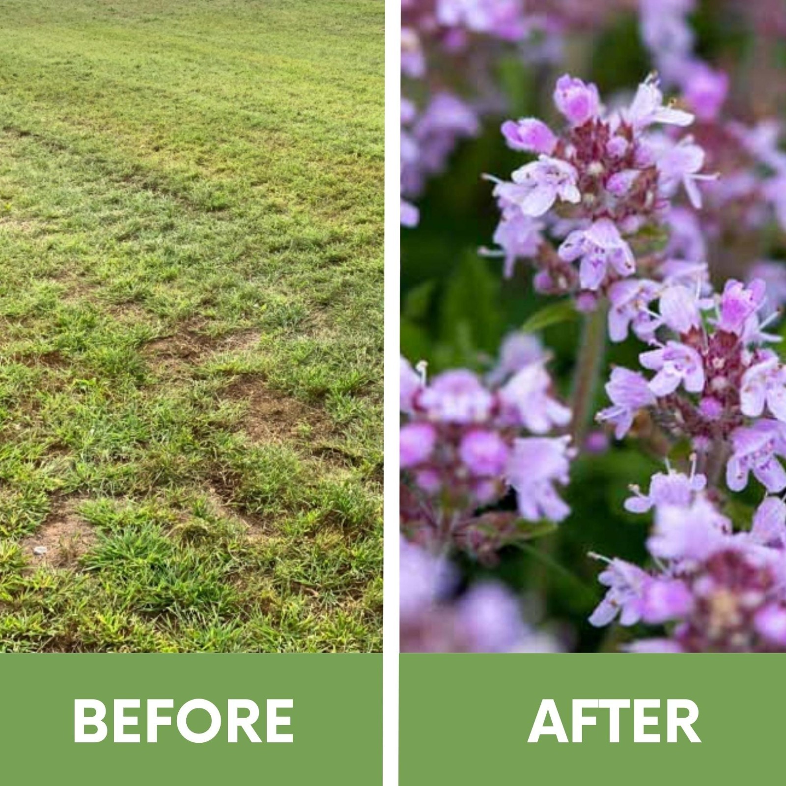 Flawn Seed Creeping Thyme, Pollinator Friendly, Low Maintenance, Ground Cover