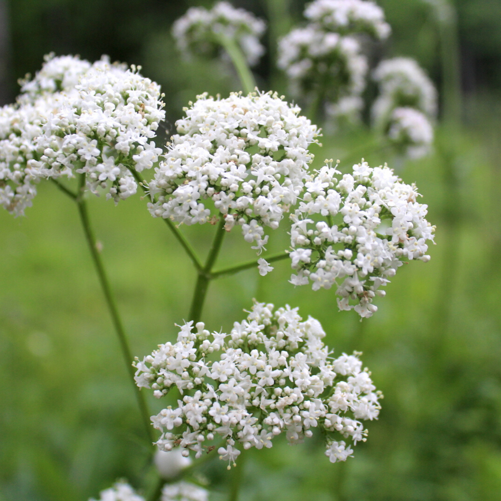 Valerian (Valeriana Officinalis) • Medicinal • Bee Friendly • 100 seeds