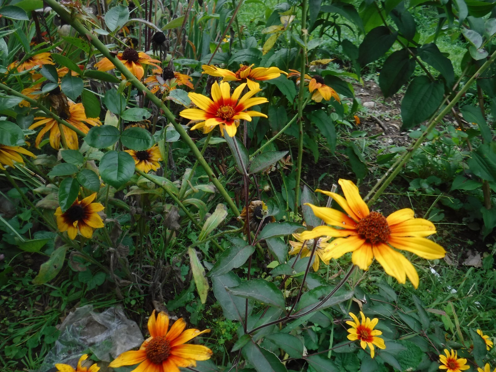 Heliopsis, Burning heart, perennial 15 seeds
