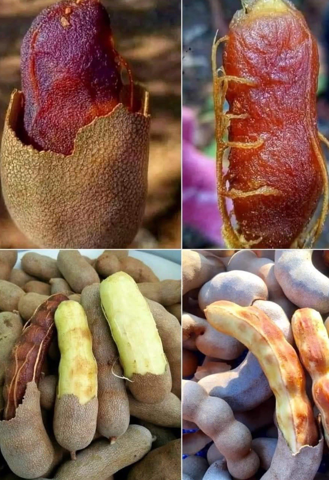 Tamarind 10 Seeds (Tamarindus indica) Tropical Fruit Tree Fast Growing Exótico