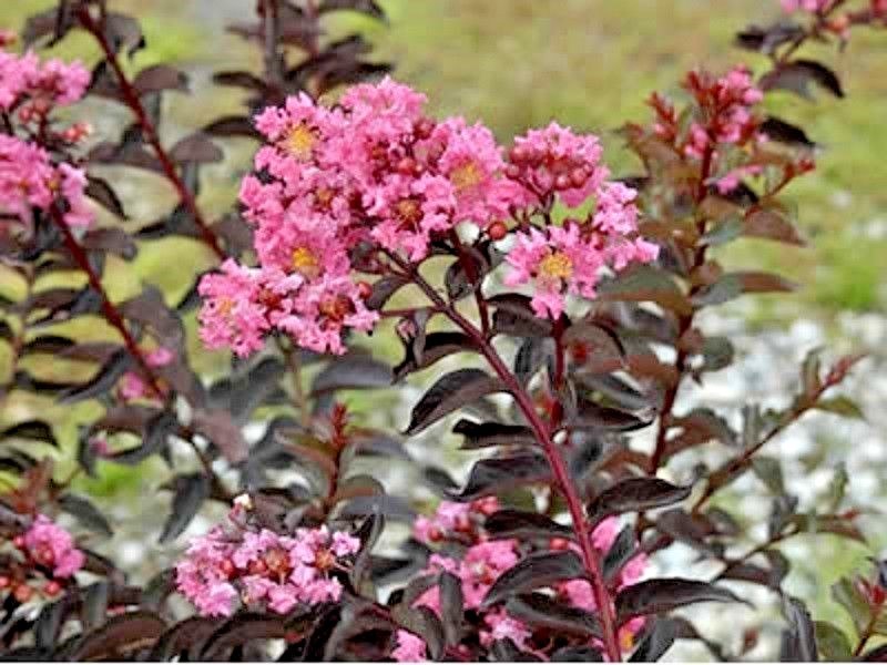 25 DELTA JAZZ CHOCOLATE MOCHA CREPE MYRTLE SEEDS – Lagerstroemia indica ‘Chocola