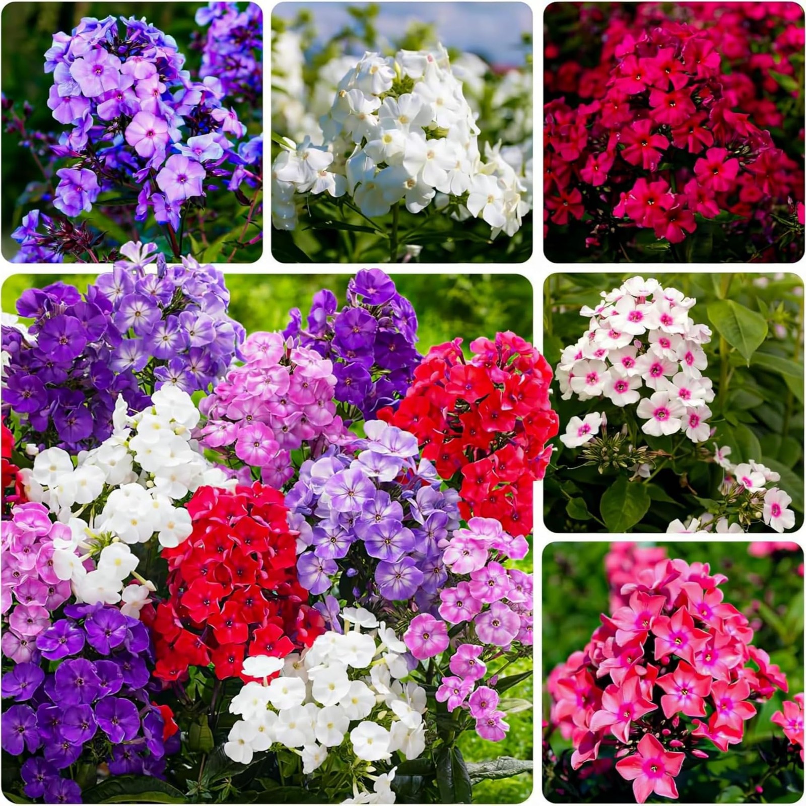 Mixed Phlox Seeds for Planting – 2000 Creeping Phlox Seeds Perennial Ground C…