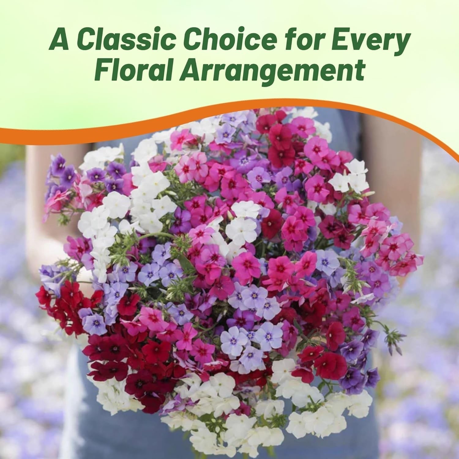 Vibrant Mix Phlox Seeds – 1000 Pcs Self-Seeding Annual for Pollinator Gardens
