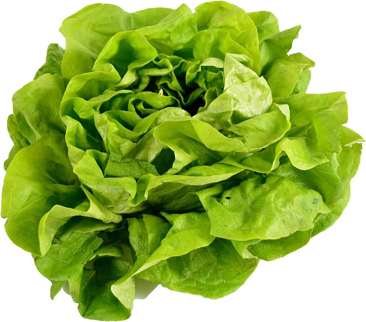 500 Buttercrunch Lettuce Seeds for Planting – Heirloom Non-Gmo Vegetable Seeds f