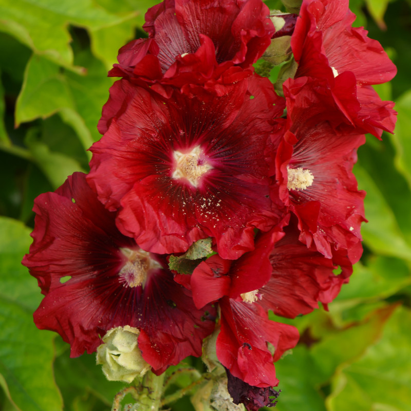 45+ Hollyhock Seeds, Heirloom Seeds, Alcea Rosea, Flowers Perennial Flowers Seed