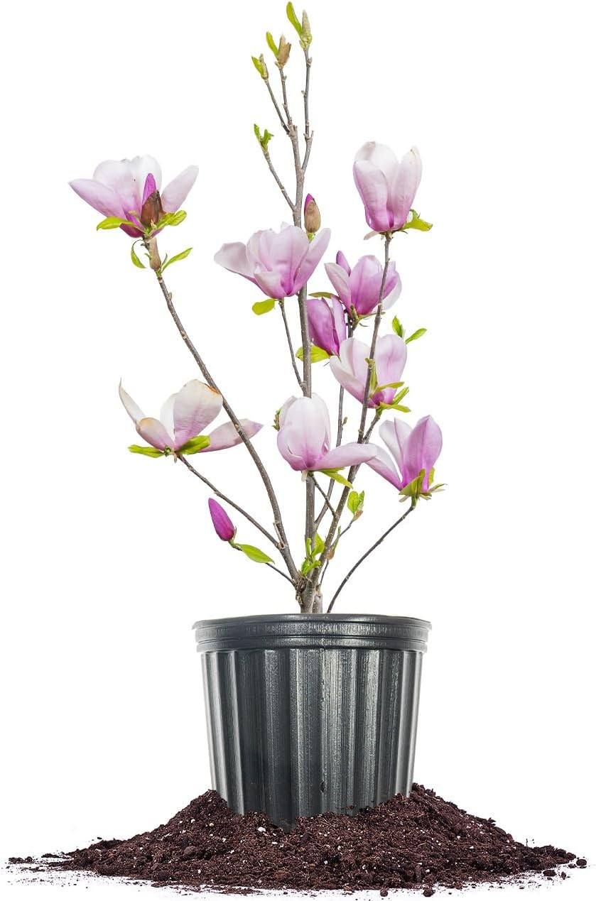 Jane Magnolia in 3 Gal. Grower’S Pot | Beautiful Purple Early Spring Blooms | Ea