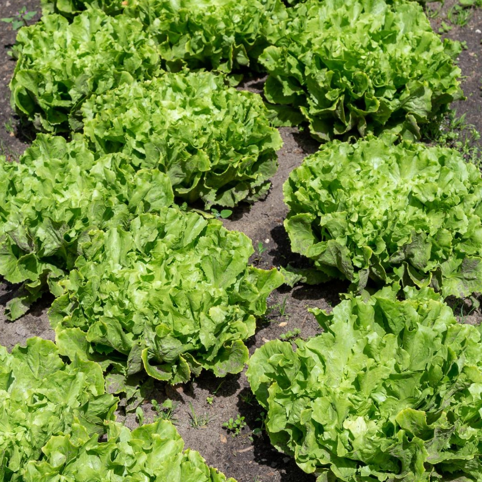 Broadleaf Endive Lettuce – Seeds – Organic – Non Gmo – Heirloom Seeds