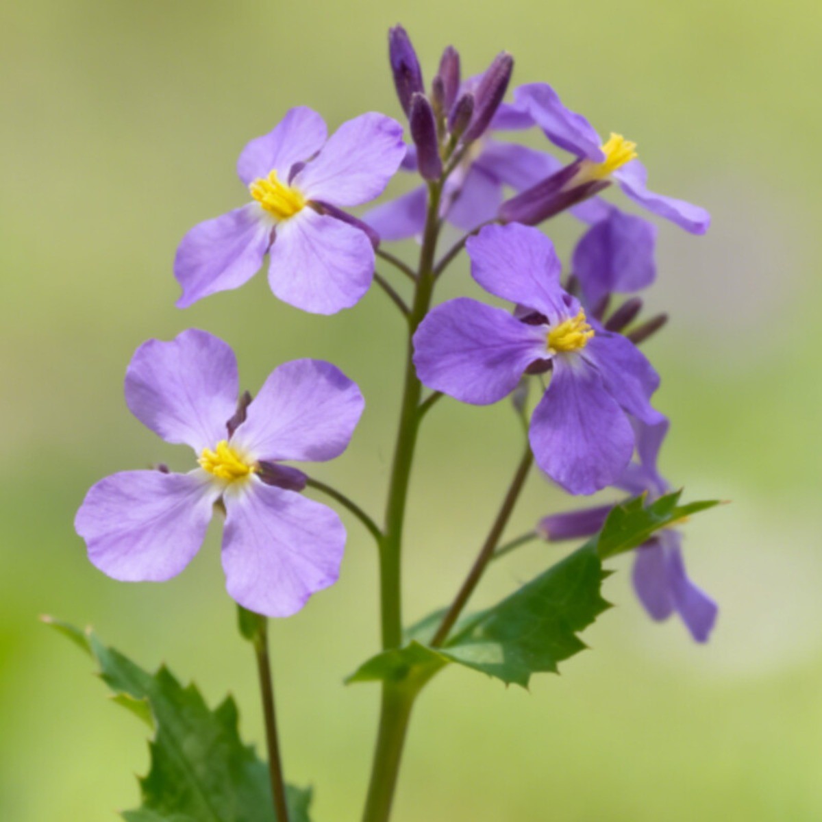 50Pcs February Orchid Flowers Seeds Orychophragmus Violaceus Annual Flower Seeds