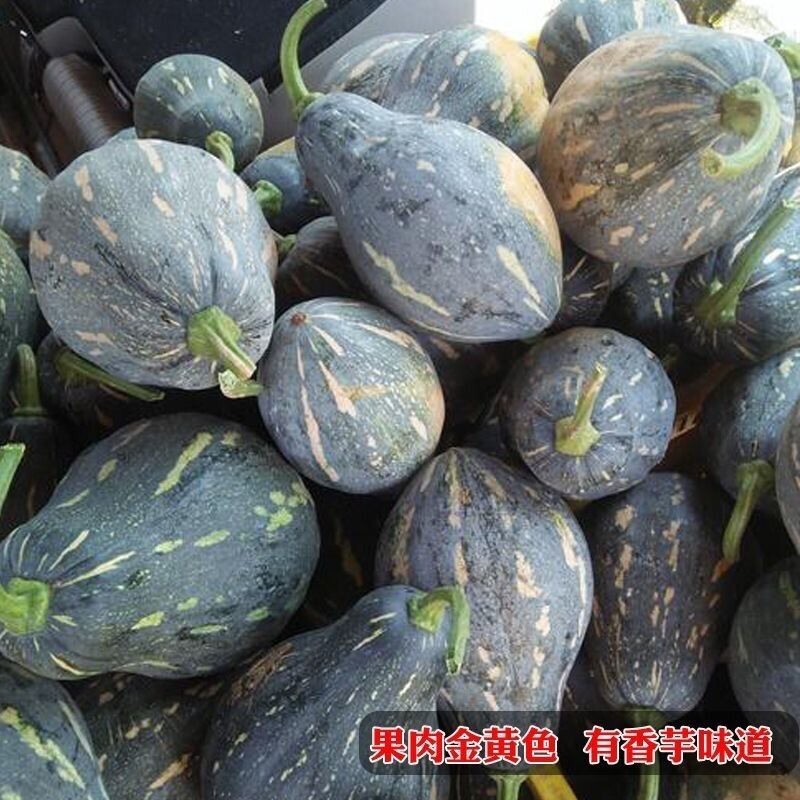 12+ Sweet Taro Flavor Pumpkin Seds 香芋风味南瓜种子 2025NEW!