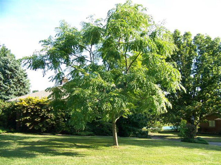 Kentucky Coffee, Gymnocladus dioicus, Tree Seeds (Fall Colors, Hardy, Fast)
