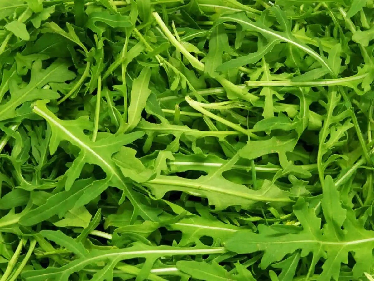 500 ct. Rocket Arugula Herb Seeds – NON-GMO / Heirloom