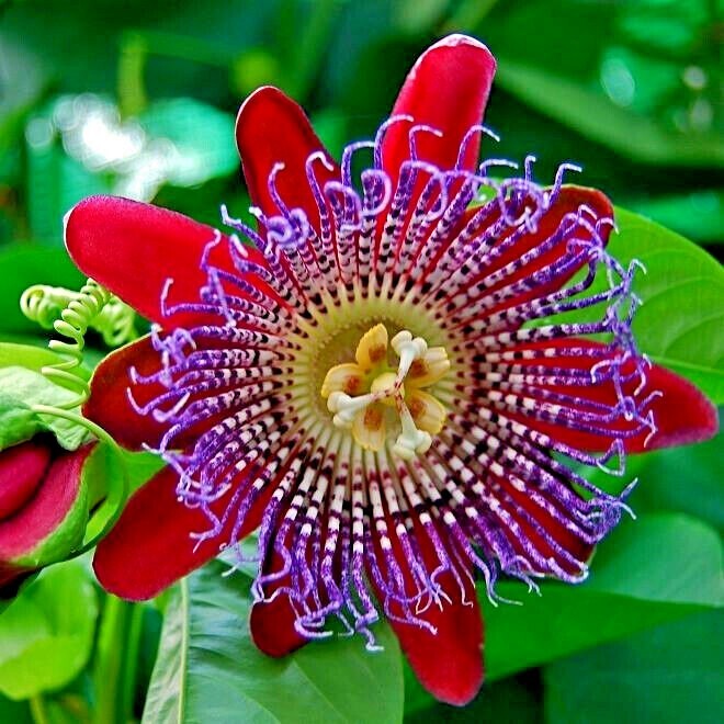 20 GIANT GRANADILLA SEEDS (Passiflora quadrangularis) Passionfruit Flower Plant