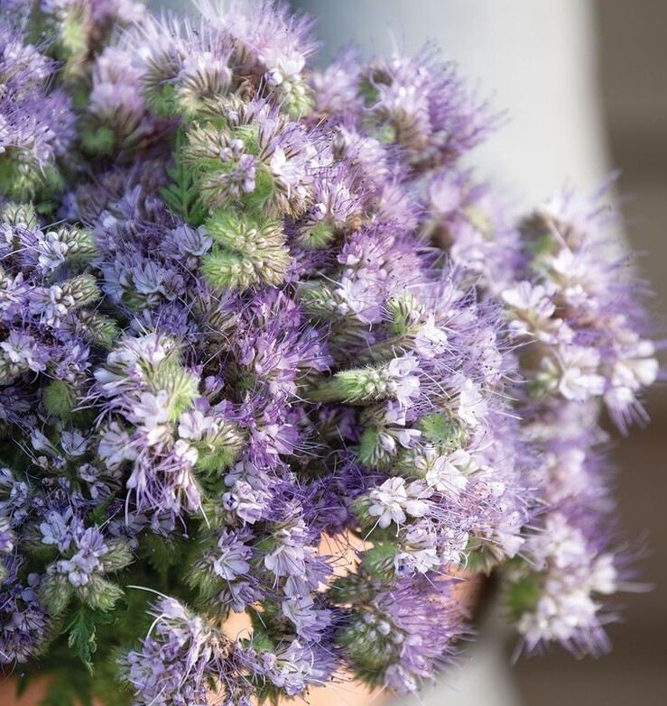 200+ Phacelia seeds