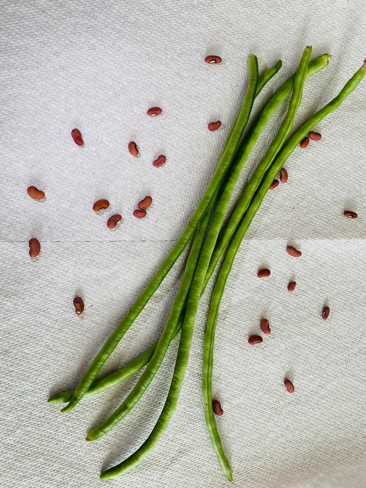 50 Green Yard Long Bean Seeds | Organic USA Asparagus Green Asian Chinese