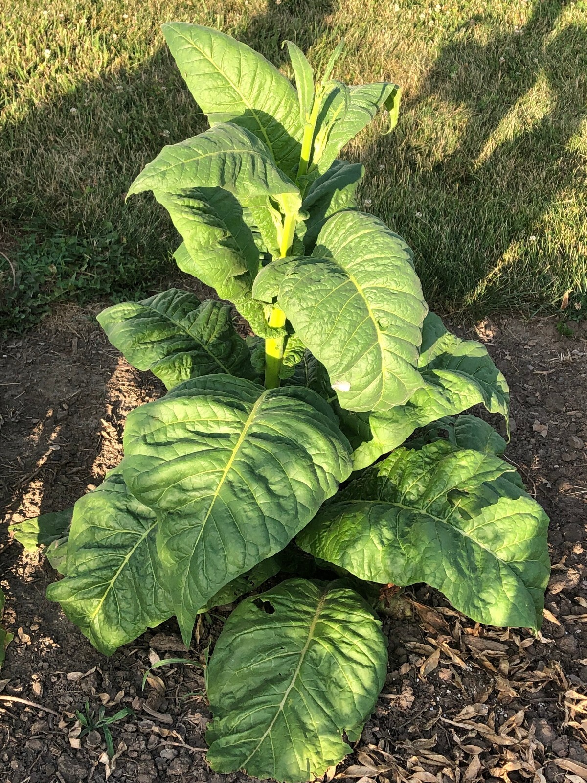 Stag Horn Tobacco Seeds ~2K Non-GMO Free Ship No Track ~2 Weeks Arrival Read