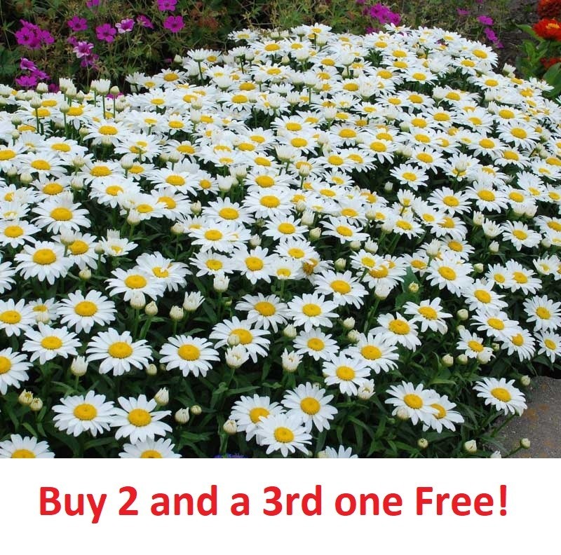 500 SHASTA DAISY Chrysanthemum Perennial Heirloom Flower Meadow Non-GMO seeds
