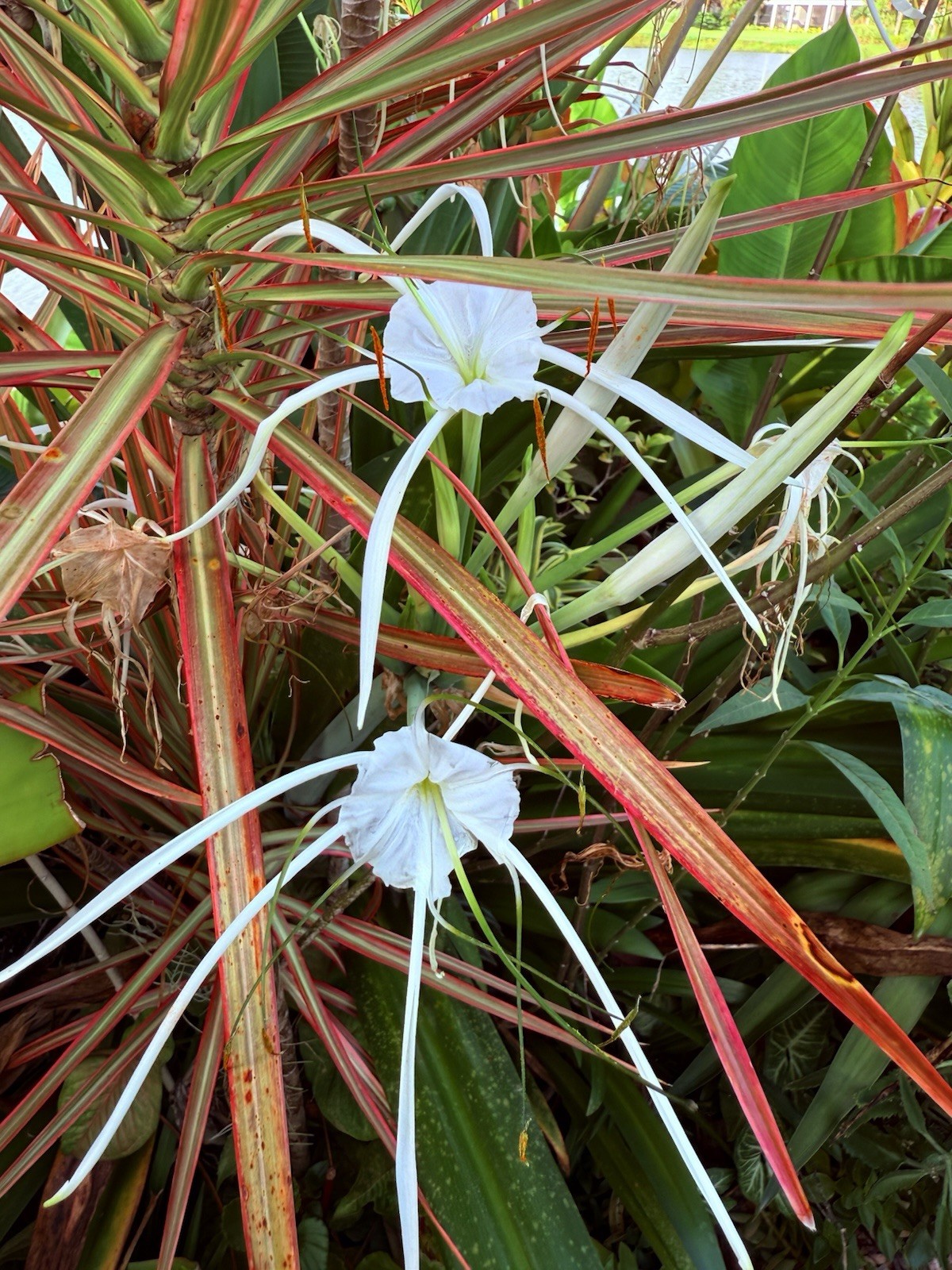 White Southern Spider Lily Hymenocallis~1.5″ to 2″ dia Lily Bulb~perennial
