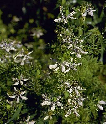 Cumin – Black Nigella 1,000 seeds