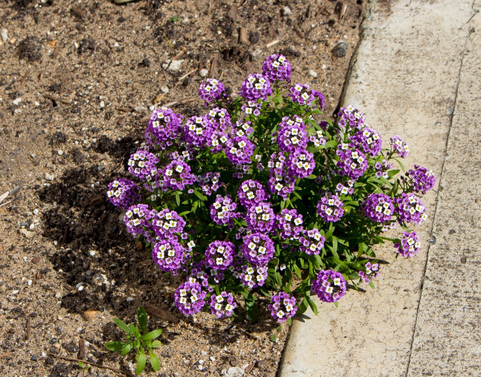 500 Sweet ALYSSUM ROYAL CARPET Lobularia Maritima Flower Seeds