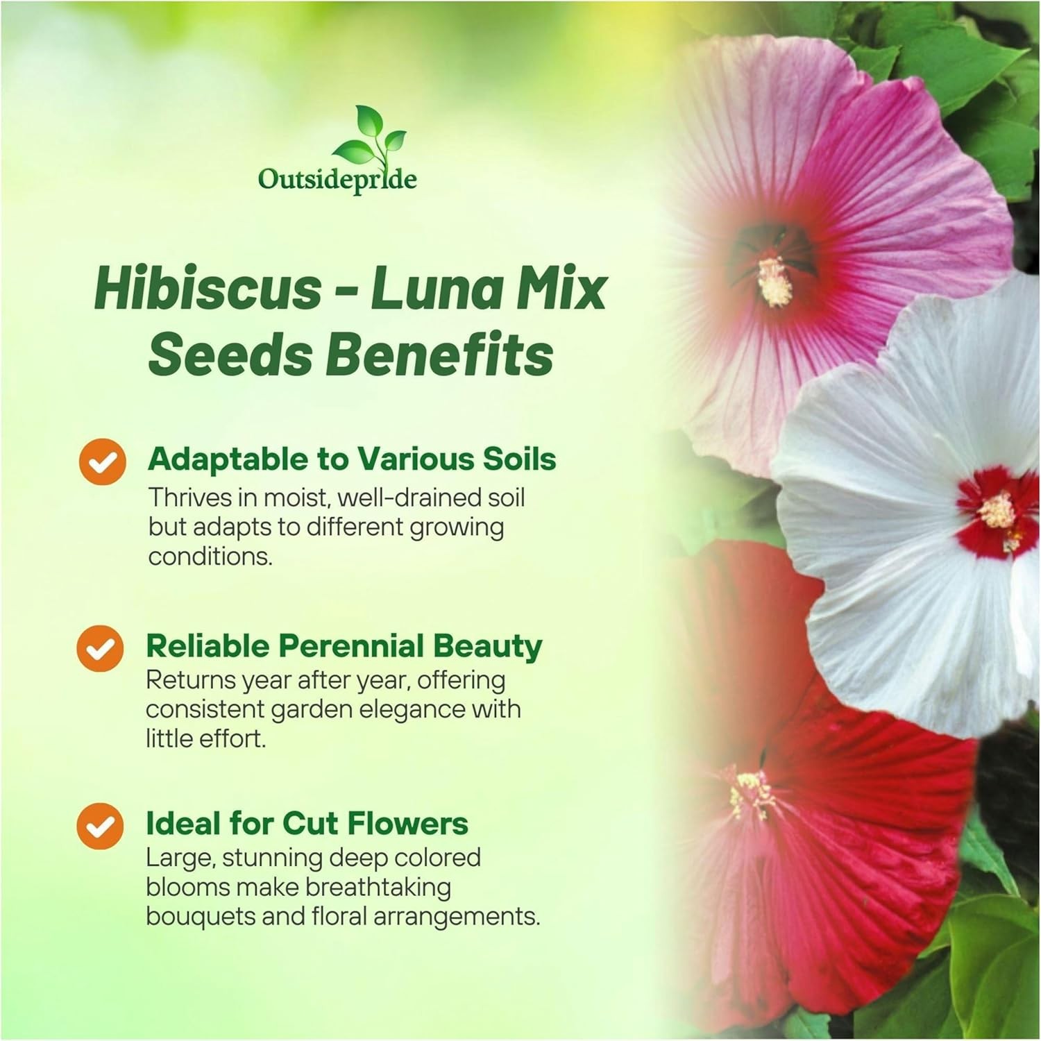 10 Seeds Hibiscus Luna Perennial Flower Seed Mix