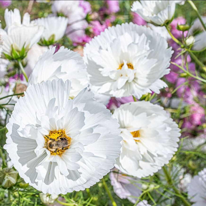 50+Seeds| Cupcake White Cosmos Seeds Seeds #L008