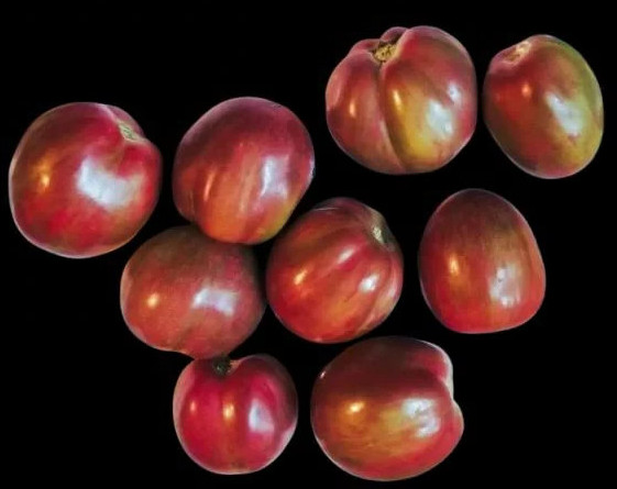 Groovy Tunes Micro Dwarf Tomato Seeds