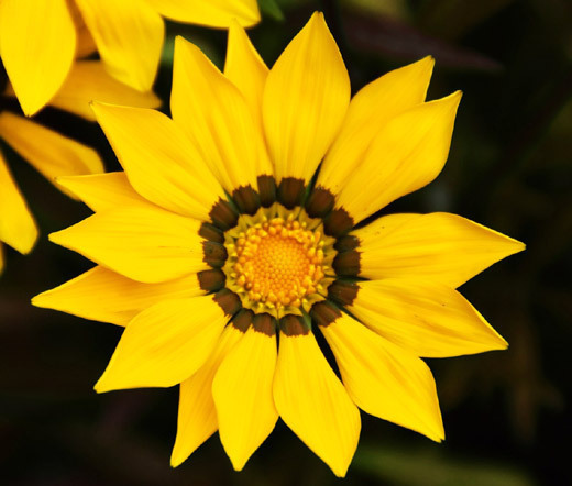 GAZANIA GARDEN LEADER YELLOW Gazania Rigens – 200 Bulk Seeds
