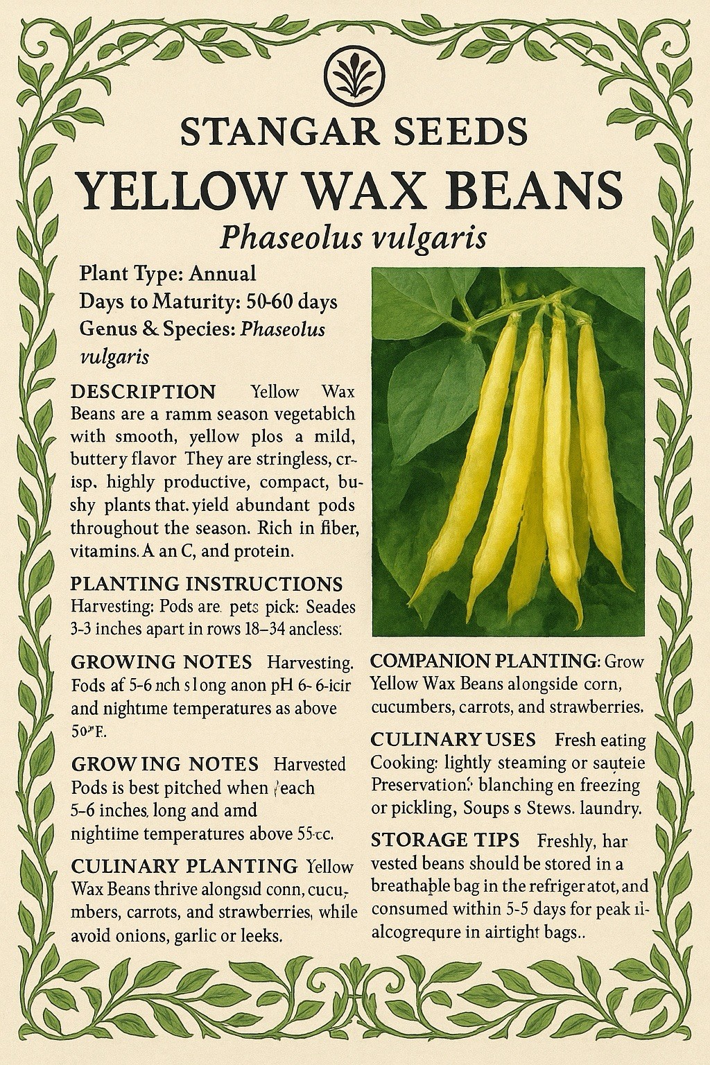 Stangar Yellow Wax Beans Seeds 100% Organic Premium Quality 100g Free Shipping