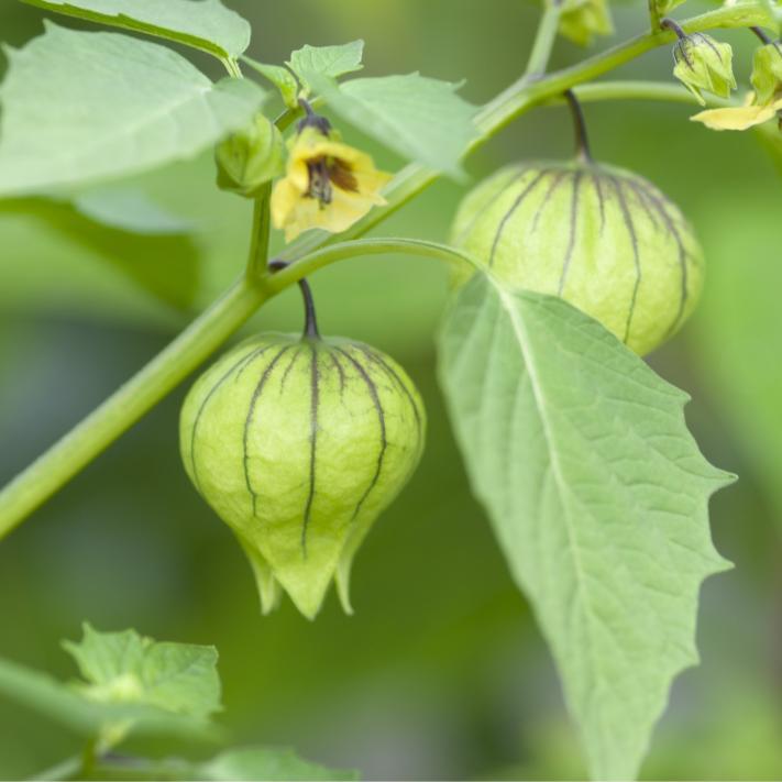 50+PURPLE DE MILPA TOMATILLO Seed Organic Summer Vegetable Garden Container Easy
