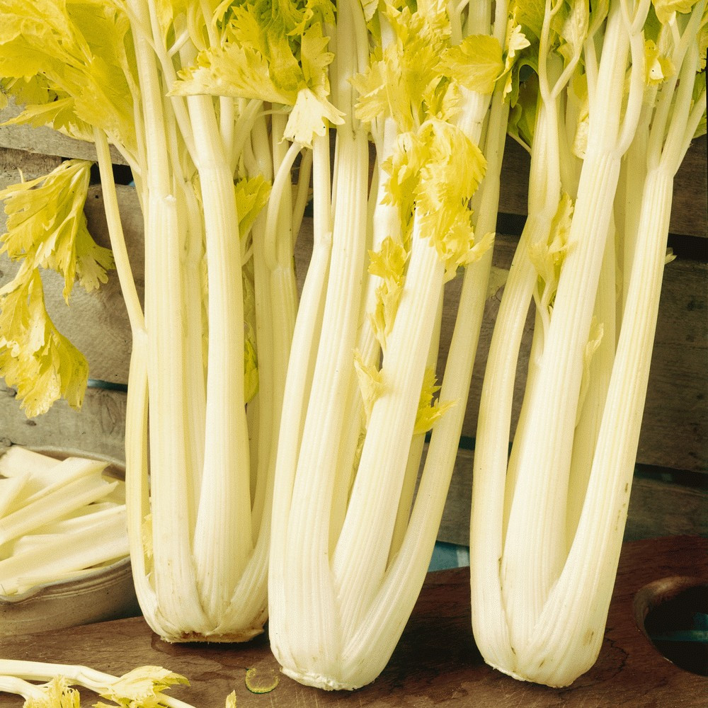 1500+ Golden Pascal Celery Seeds — Stringless ——– French Heirloom