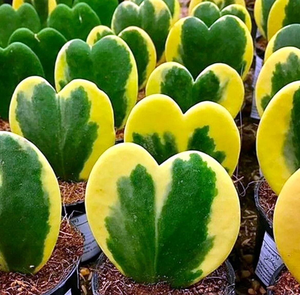 Hoya Kerrii Variegata Seeds~Sweetheart~Lucky ~Heart~Succulents~Valentine’s Day