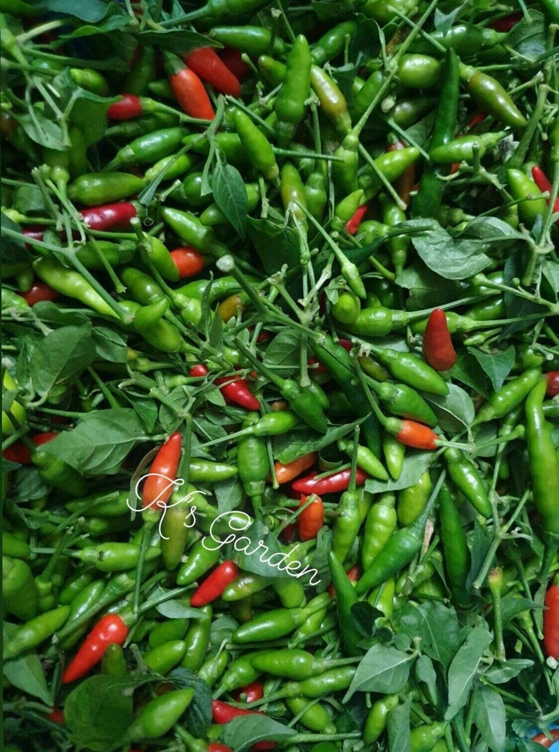 BIRD’S EYE CHILI SEEDS, ỚT XIÊM RỪNG | High Germination Rate (20 pcs)