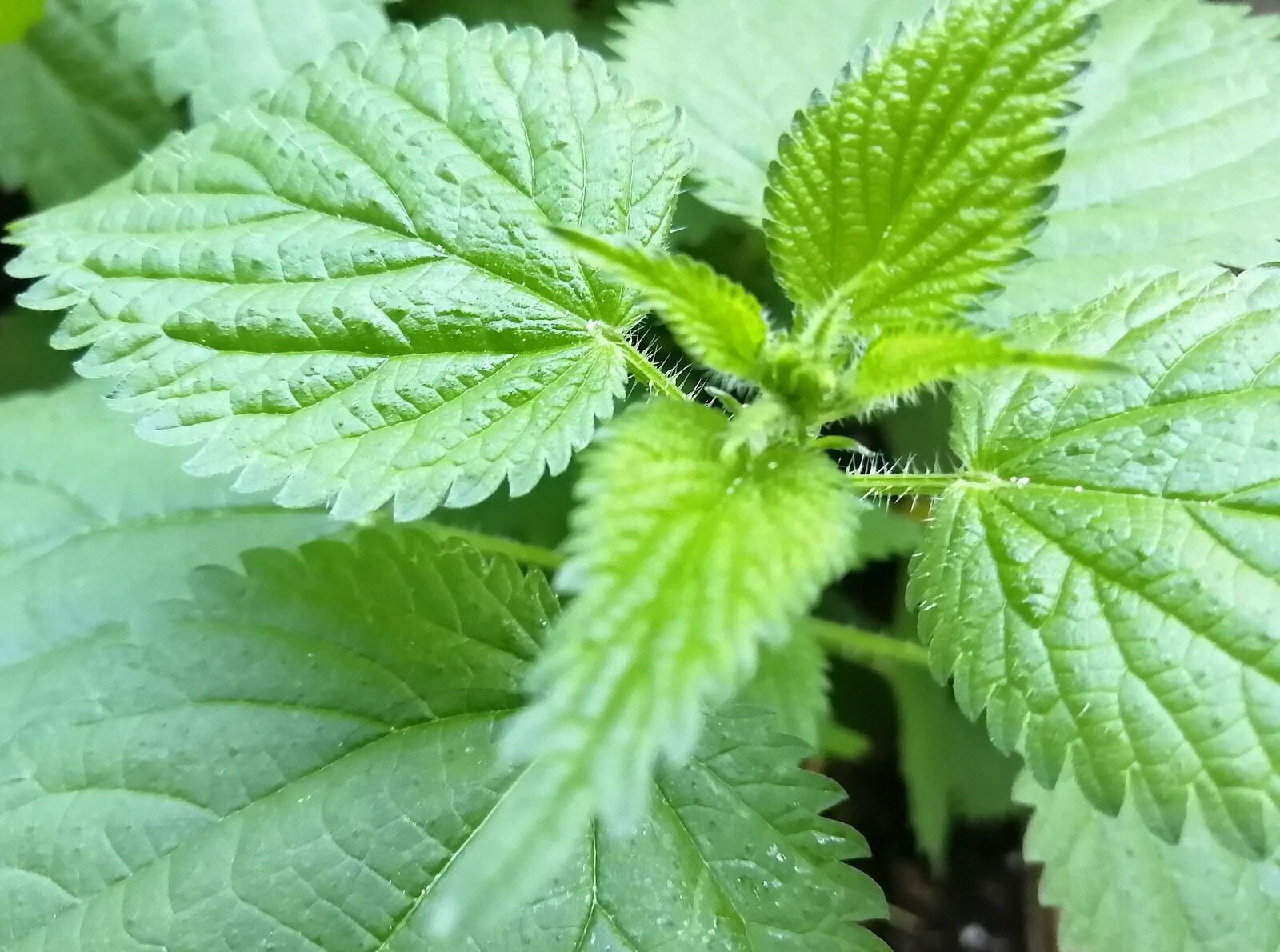500 Organic Stinging Nettle Herb, Common Nettle, Stinger, Urtica dioica Seeds