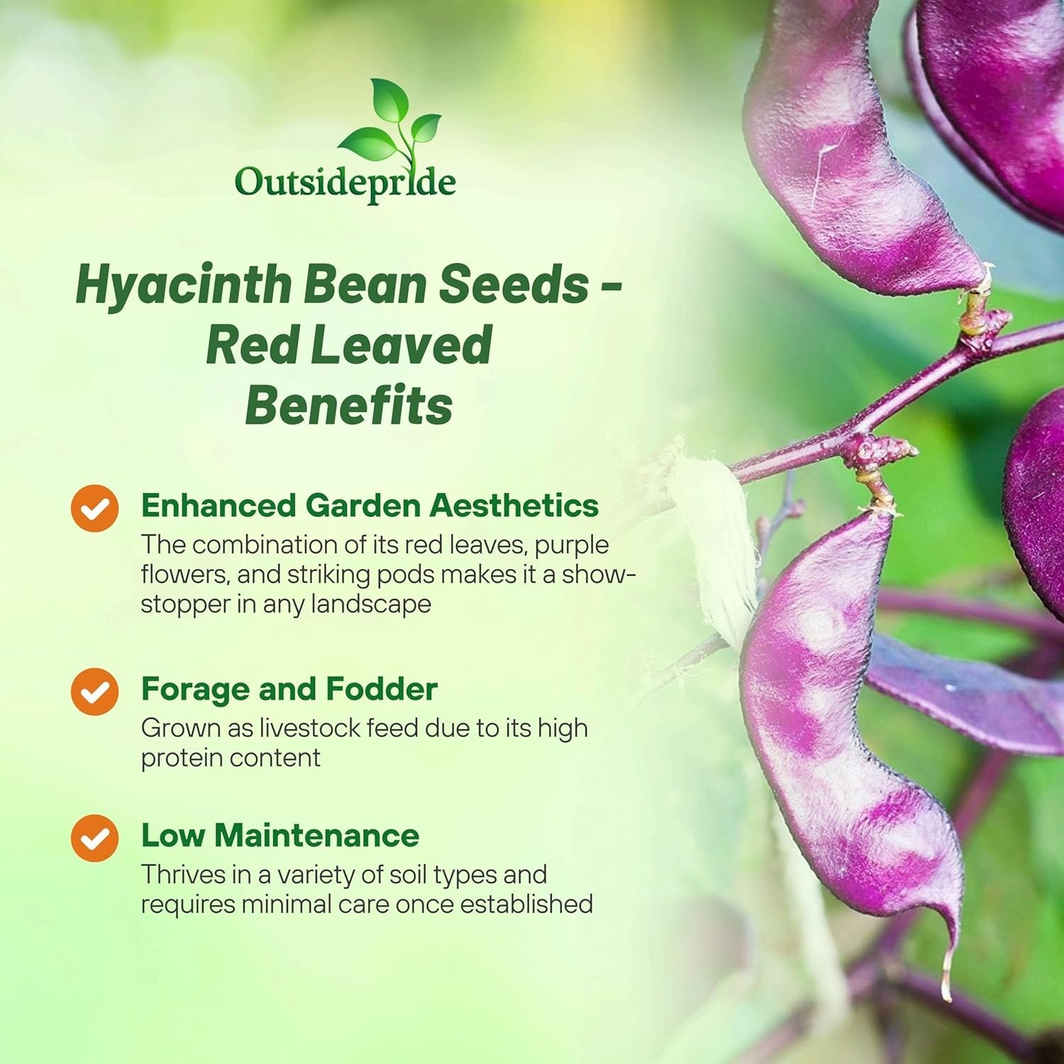 100 Pcs Red Hyacinth Bean Vine Seeds – Edible & Fragrant Garden Delight